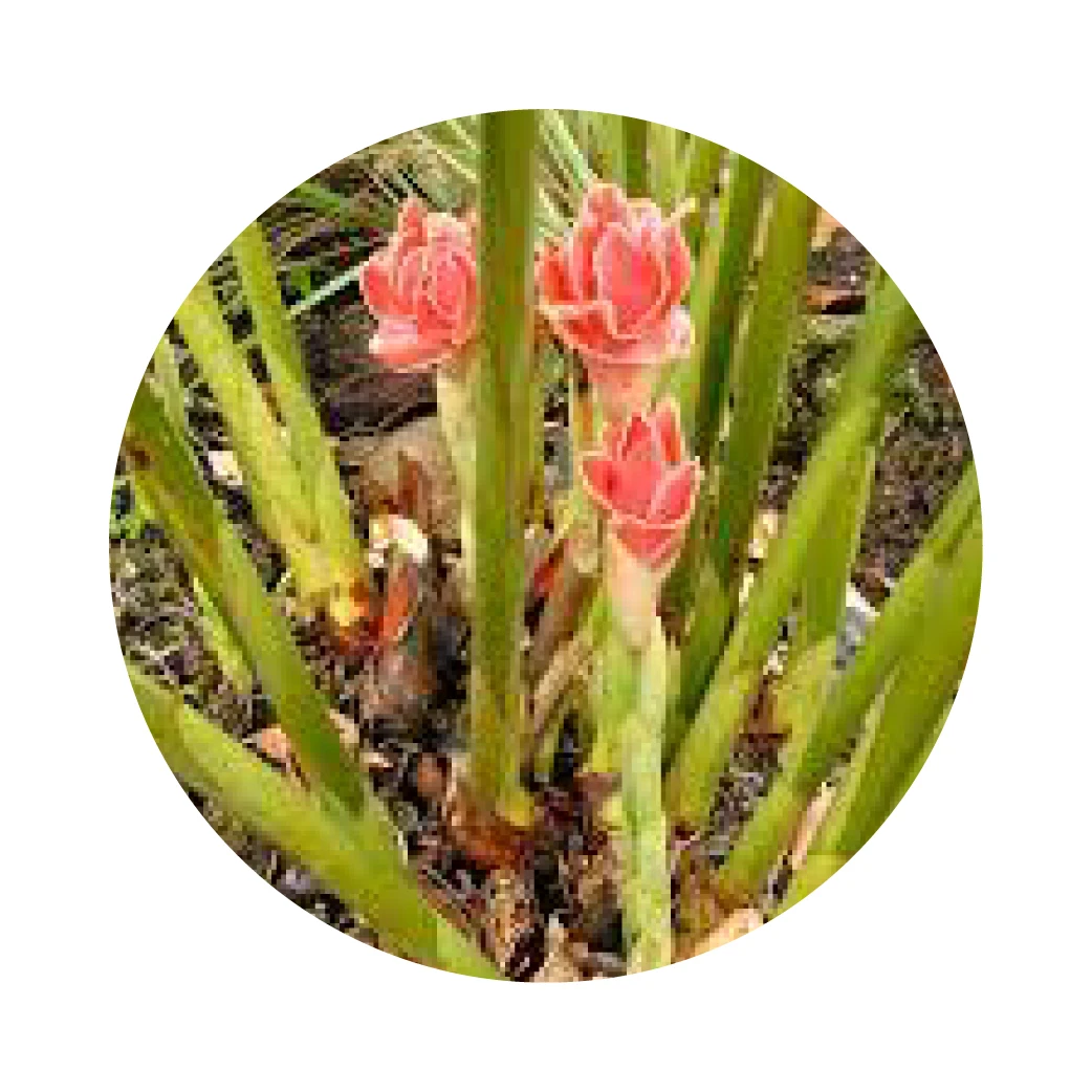 EXTRAIT DE GINGEMBRE